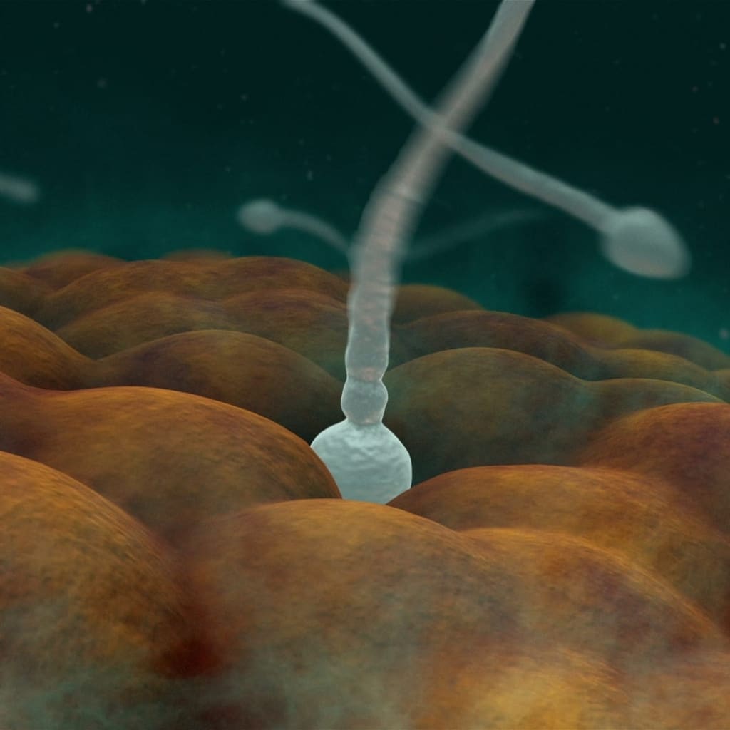 Sperm connects to egg